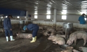 Dịch tả lợn châu Phi lan kín 9/9 huyện thị ở Thừa Thiên – Huế, hơn 20 nghìn con lợn bị tiêu hủy