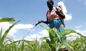 Startup sử dụng trí tuệ nhân tạo giúp nông dân châu Phi trừ sâu bệnh
