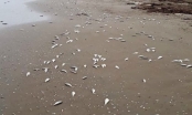 Cá lại chết trắng dạt vào bãi biển ở Hà Tĩnh