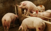 Nông dân giàu nhất Trung Quốc kiếm được gần 10 tỷ USD nhờ giá lợn tăng