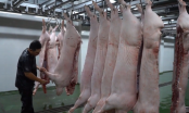 Nhu cầu tiêu thụ thịt heo tại TP.HCM sẽ tăng thêm khoảng 1.000 tấn vào dịp Tết 2020