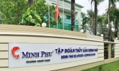 Công ty mẹ thủy sản Minh Phú quý 3 lãi giảm hơn 53%