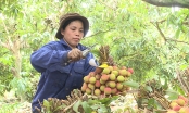 Quảng Ninh có 14 vùng trồng trọt, 3 cơ sở đóng gói đủ điều kiện xuất khẩu sang Trung Quốc