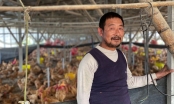 Nông dân Trung Quốc cay đắng khi bỏ lợn nuôi gà
