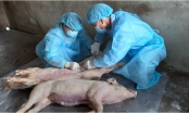 Việt Nam đề nghị Hoa Kỳ giúp sản xuất vaccine dịch tả lợn châu Phi