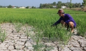 Quỹ Khí hậu Xanh viện trợ 30,2 triệu USD giúp Việt Nam chống chịu với biến đổi khí hậu