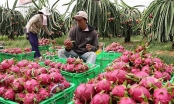 Bộ Nông nghiệp đề nghị phía Trung Quốc tạo thuận lợi cho xuất khẩu nông sản của Việt Nam