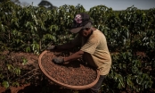 Các nhà nhập khẩu cà phê gia tăng dự trữ vì lo ngại sự gián đoạn nguồn cung