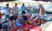 Giá hải sản ở miền Trung giảm mạnh, ngư dân gặp nhiều khó khăn