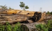 Vì đâu rừng Lâm Đồng tan hoang?: 'Núp bóng' dự án trồng cao su