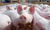 Lần đầu tiên Việt Nam cho nhập khẩu lợn sống