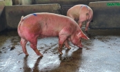Lợn sống từ Lào, Campuchia đổ về nhiều, lợn hơi trong nước liên tục mất giá