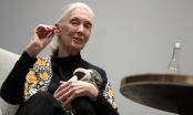 Nhà nhân chủng học nổi tiếng Jane Goodall: 'Những người trẻ tuổi không nên tìm cách trở thành một Bill Gates mới'