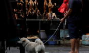 Trung Quốc mở cửa lễ hội thịt chó, bất chấp dịch COVID-19