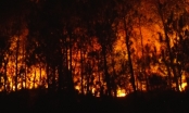 Chủ tịch Nghệ An chỉ đạo điều tra nguyên nhân cháy rừng hàng loạt