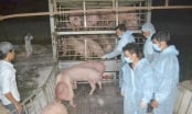 Lợn Thái Lan nhập khẩu chưa đủ để giảm giá thịt trong nước