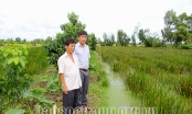 Một nông dân Sóc Trăng bỏ lúa trồng cỏ dại