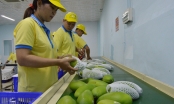 Cục Bảo vệ thực vật sẽ làm việc với hải quan Trung Quốc về chuyện trái cây mạo danh