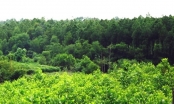 Chi 17 tỷ đồng thực hiện dự án Quản lý rừng bền vững tại Quảng Bình