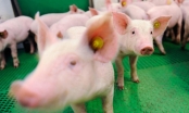 Sắp có trang trại 1.500 tỷ đồng cung cấp lợn giống 'chuẩn quốc tế' cho miền Trung - Tây Nguyên, Đông Nam Bộ
