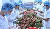 Kim ngạch xuất nhập khẩu nông sản Việt Nam - Trung Quốc 9 tháng đạt 9,8 tỷ USD