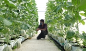 Đà Nẵng kêu gọi Hà Lan đầu tư vào nông nghiệp công nghệ cao
