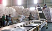 Gạo Việt Nam được các nhà nhập khẩu thu mua với giá cao