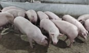 KDI Holdings chi 2.000 tỷ đồng xây dựng trang trại nuôi lợn công nghệ cao