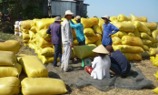 Thị trường lúa gạo: Diễn biến không theo thông lệ