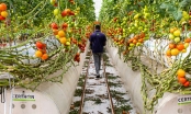 Startup trồng rau giữa sa mạc gọi vốn thành công 60 triệu USD