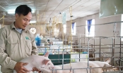 Bỏ biên chế nhà nước về nuôi lợn, mỗi năm thu hơn 1 triệu USD