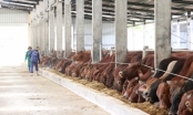 Một doanh nghiệp muốn đầu tư dự án chăn nuôi gia súc công nghệ cao ở Quảng Nam