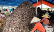 Nông sản Việt lao đao vì thiếu phương án dự phòng