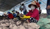 ‘Tắc đường’ sang Trung Quốc, khoai chất đống, mít dội chợ, dân trắng tay