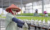 Doanh nghiệp nông nghiệp công nghệ cao Israel đẩy mạnh đầu tư tại Việt Nam