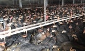 Người nuôi gà công nghiệp ở miền Tây lỗ nặng