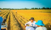 Đề xuất cho doanh nghiệp dùng lúa gạo thế chấp vay vốn