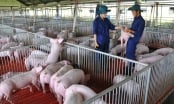 Xuân Thiện chi tiếp 2.500 tỷ làm dự án nuôi lợn ở Thanh Hóa