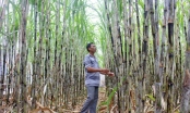 Nông dân trồng mía ở Hậu Giang lo mía bị “đuối nước”