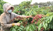 Tây Nguyên thiếu lao động hái cà phê, giá thuê tăng gấp đôi