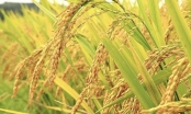 EVS Research gợi ý 3 mã ngành gạo