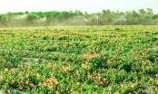 Quảng Bình thu hút đầu tư nông nghiệp công nghệ cao