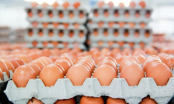 Hòa Phát bán hơn 1 triệu quả trứng mỗi ngày