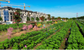 Mở cửa Vườn Hoa Hướng Dương đậm chất phương Nam tại Van Phuc City