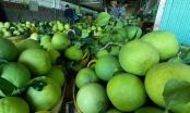 Xuất khẩu trái cây của vùng Đồng bằng sông Cửu Long còn khiêm tốn