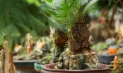 Vạn tuế mini bonsai chơi Tết giá hàng chục triệu ở Hà Nội