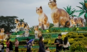 Người dân rộn ràng check-in với 'gia đình mèo' ở phố biển Quy Nhơn