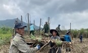 Nông dân trồng mía Phú Yên an tâm giá bán nhờ được bảo hiểm