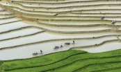 Lượng gạo lãng phí ở châu Á tạo ra hơn 600 triệu tấn khí nhà kính mỗi năm
