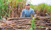 Doanh nghiệp nào hưởng lợi khi Ấn Độ cấm xuất khẩu đường?